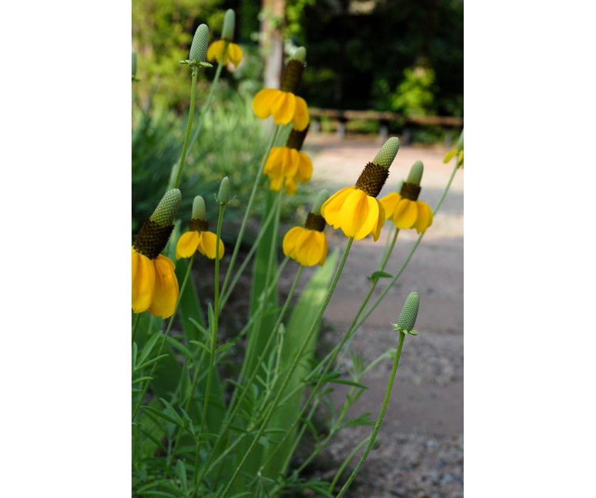 Prairie Coneflower